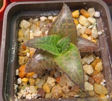 haworthia tesselata