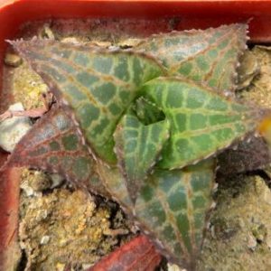 haworthia tesselata