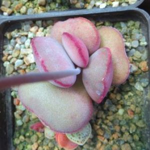 adromischus marianae aurus