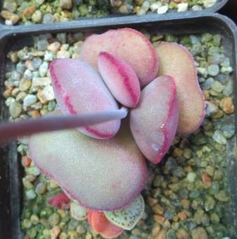 adromischus marianae aurus