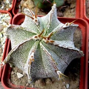astrophytum ornatum multicostata