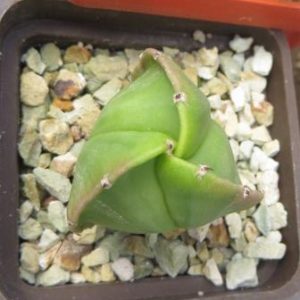 astrophytum myriostigma tricostatum nudum