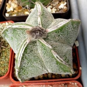 astrophytum hakuun