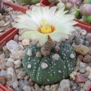 astrophytum super kabuto