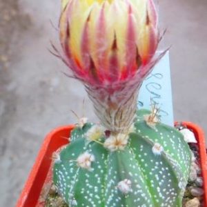 astrophytum hybrid pink