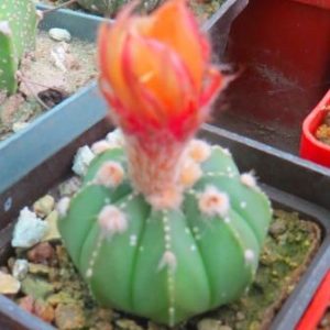 astrophytum pink flowers