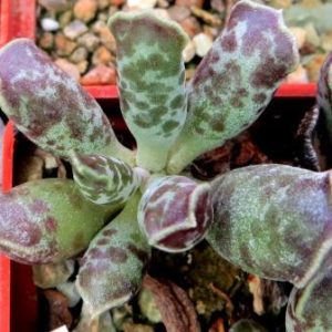 adromischus cooperi Graaf Reinet- генотип я ярким окрасом