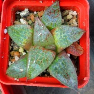 haworthia comptoniana akanko x haworthia comptoniana