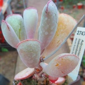 adromischus liebenbergii triflorus
