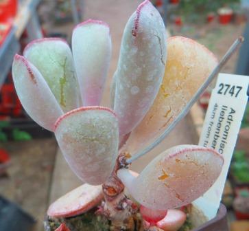 adromischus liebenbergii triflorus