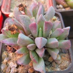 aloinopsis orpenii caudex