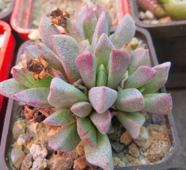 aloinopsis orpenii caudex