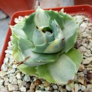 agave isthmensis ohi raijin shiro nakafu