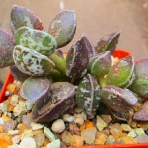 adromischus marianae Cv Dark Side