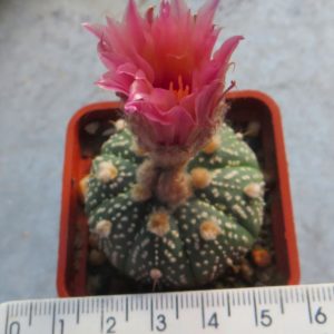 astrophytum  pink flower