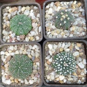 astrophytum mix 4 растения