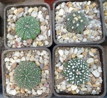 astrophytum mix 4 растения