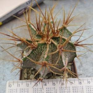 astrophytum ornatum fukuryu longispinum