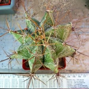 astrophytum ornatum