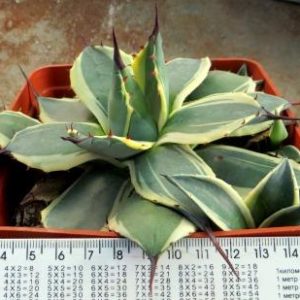 agave potatorum variegated