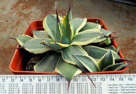 agave potatorum variegated