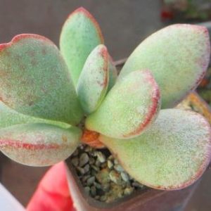 Adromischus montium-klinghardti
