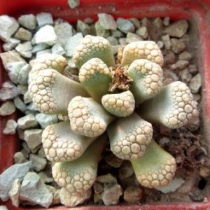 titanopsis hugo-schlechteri albiviridis