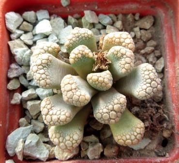 titanopsis hugo-schlechteri albiviridis
