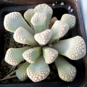 titanopsis luederitzii
