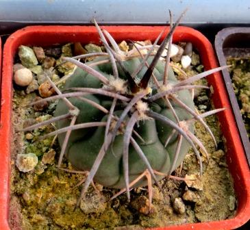 gymnocalycium spegazzinii var. horizonthalonius