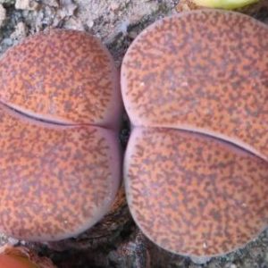 lithops lesliei mariae C 152