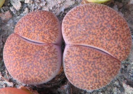 lithops lesliei mariae C 152
