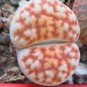 lithops karasmontana summitatum