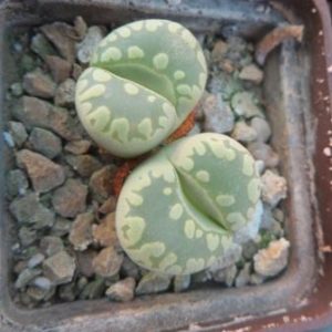 lithops otzeniana 'aquamarine'