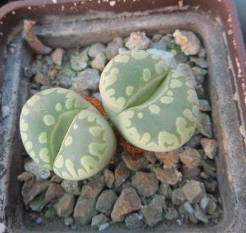 lithops otzeniana 'aquamarine'