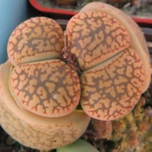 lithops aucampiae c117