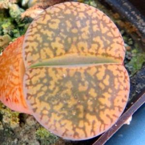 lithops aucampiae c117