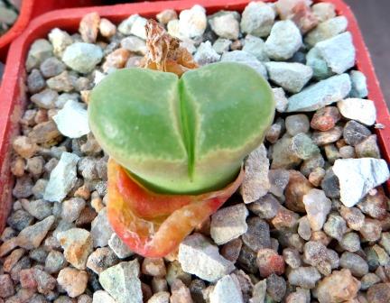 conophytum longum