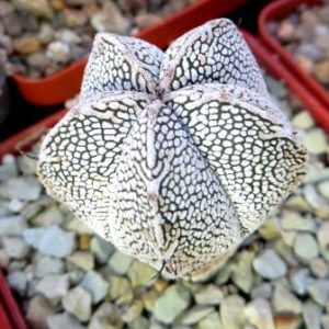 astrophytum onzuka v type