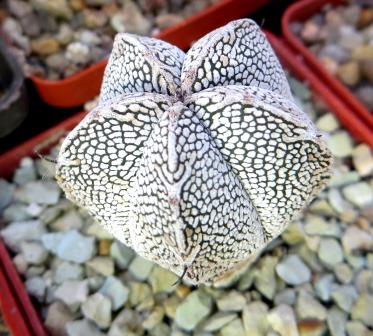 astrophytum onzuka v type