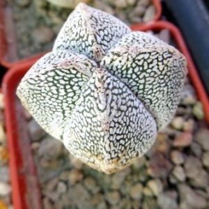 astrophytum onzuka v type