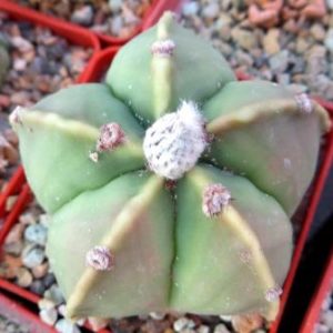astrophytum myriostigma kikko ball