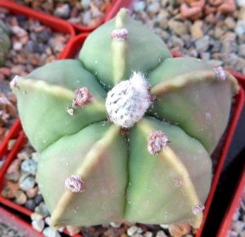 astrophytum myriostigma kikko ball