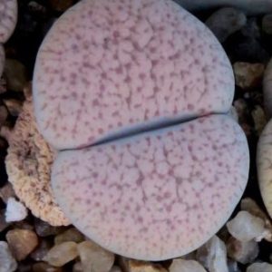lithops verruculosa glabra