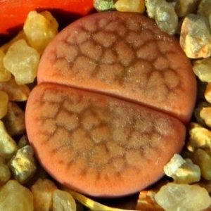 lithops hookeri subfenistrata C 19 Cop