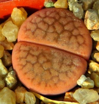lithops hookeri subfenistrata C 19 Cop