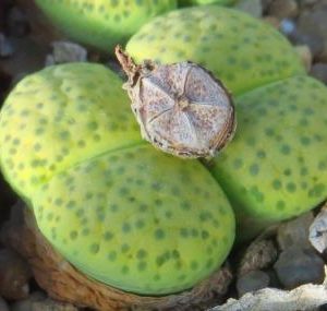 lithops fulviceps aurea