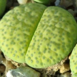 lithops fulviceps aurea