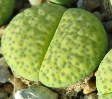 lithops fulviceps aurea