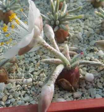 anacampseros alstonii white flowers